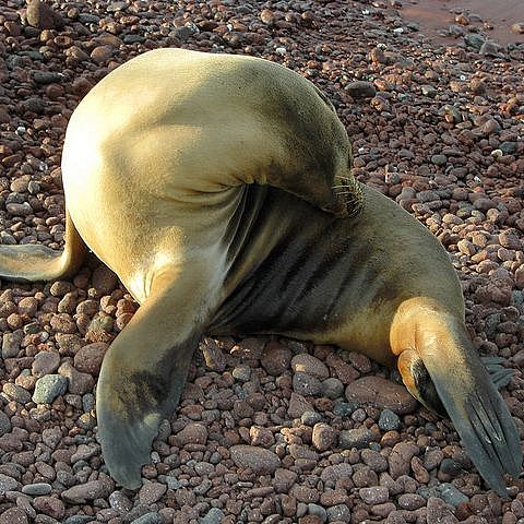 © Galápagos sea lion by Jason Hollinger - CC BY 2.0
