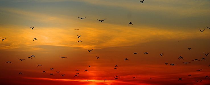 Birds flying into the sunset